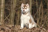 SIBERIAN HUSKY 259